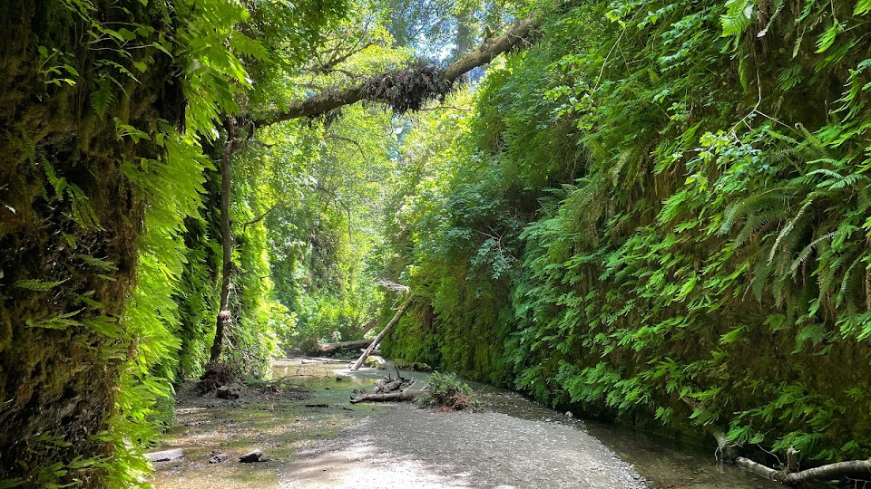 Coastal Trail and Fern Canyon Loop Trail | 2+ reviews by local experts