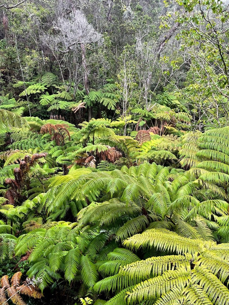 Thurston Lava Tube | 2+ reviews by local experts